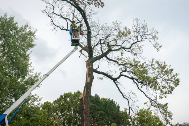 How Our Tree Care Process Works  in  Harrisburg, NC