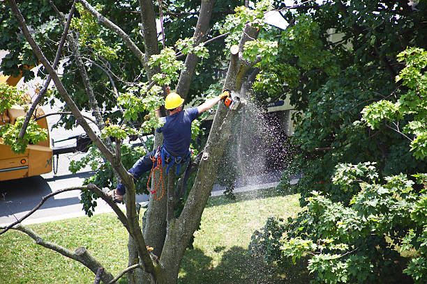 Best Lawn Grading and Leveling  in Harrisburg, NC